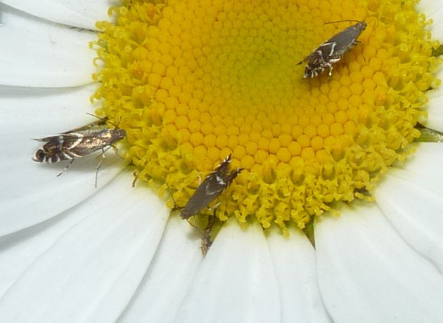 Mauerpfeffer-Rundstirnfalter   (Glyphipterix equitella)