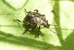 Wanzenlarve Baumwanze   (Rhacognatus punctatus)