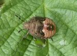 Wanzenlarve Baumwanze    (Peribalus strictus)