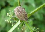 Wanzenlarve Beerenwanze   (Dolycoris baccarum)