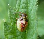 Wanzenlarve Bunte Blattwanze   (Elasmostethus  interstinctus)