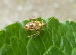 Wanzenlarve Eichen-Schmuckwanze   (Rhabdomiris striatellus)