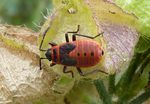 Wanzenlarve Feuerwanze   (Pyrrohocoris apterus)