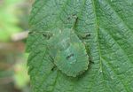 Wanzenlarve Grüne Stinkwanze   (Palomena prasina)