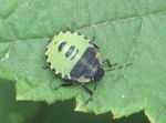 Wanzenlarve Grüne Stinkwanze   (Palomena prasina)