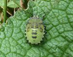 Wanzenlarve Grüne Stinkwanze   (Palomena prasina)