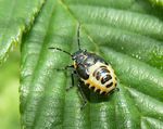Wanzenlarve Kohlwanze    (Eurydema oleracea)