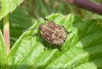 Wanzenlarve Purpur-Fruchtwanze   (Carpocoris purpureipennis)