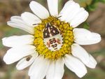 Wanzenlarve Purpur-Fruchtwanze   (Carpocoris purpureipennis)