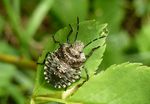 Wanzenlarve Rotbeinige Baumwanze   (Pentatoma rufipes)