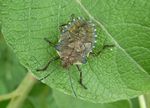 Wanzenlarve Rotbeinige Baumwanze   (Pentatoma rufipes)