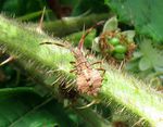 Wanzenlarve Saumwanze   (Coreus marginatus)