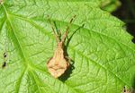 Wanzenlarve Saumwanze    (Coreus marginatus)