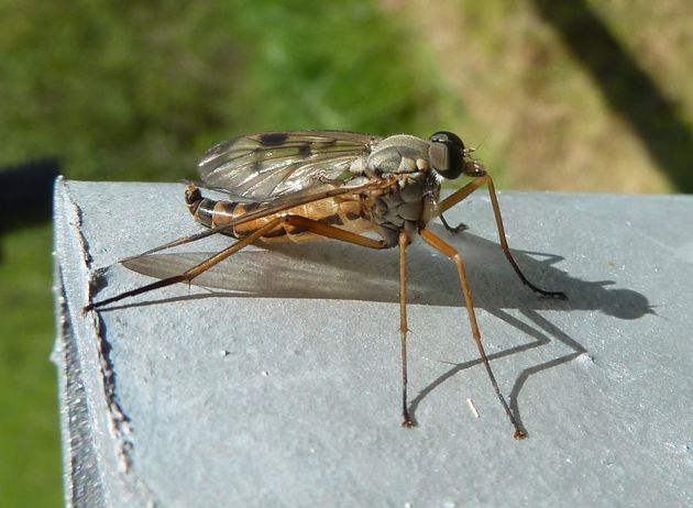 Gemeine Schnepfenfliege   (Rhagio scolopaceus)