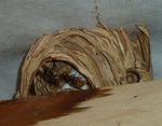 Hornissen-Nest   (Vespa crabro)