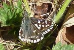 Kleiner Würfel-Dickkopffalter   (Pyrgus malvae)