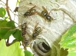 Mittlere Wespen am Nest   (Dolichovespula media)