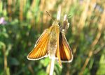Ockergelber Braundickkopffalter   (Thymelicus sylvestris)