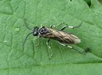Blattwespe   (Macrophya ribis)