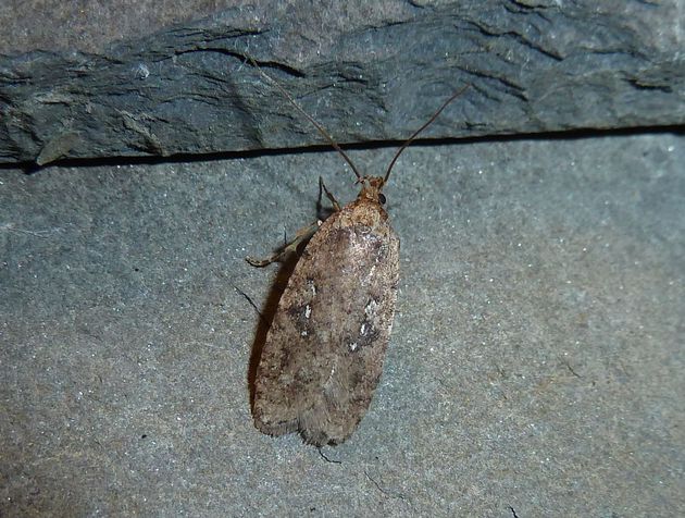 Flachleibmotte   (Agonopterix ciliella)