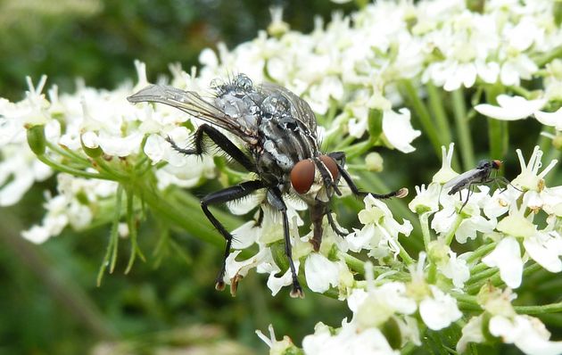 Graue Fleischfliege   (Sarcophaga carnaria)