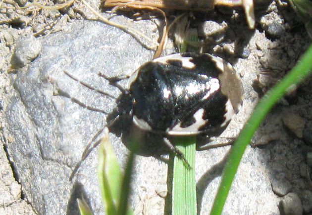 Schwarzweiße Erdwanze   (Tritomegas bicolor)