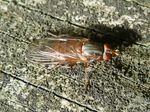 Baumsaft-Schwebfliege (Brachyopa bicolor)