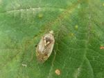 Beifuß-Weichwanze   (Lygus gemellatus)