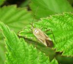 Blindwanze o.  Gemeine Zierwanze    (Adelphocoris lineolatus)