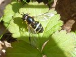 Breitband-Waldschwebfliege  (Dasysyrphus tricinctus)