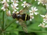 Breitband-Waldschwebfliege w.  (Dasysyrphus tricinctus)