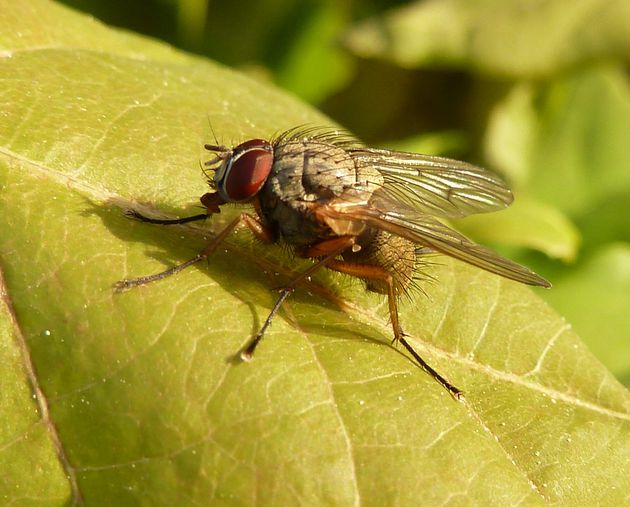 Echte Fliege   (Helina impuncta)