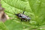 Eichenwanze   (Harpocera thoracica)