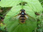 Gelbband-Torfschwebfliege (Sericomyia silentis)