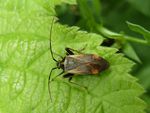 Gelbsaum Zierwanze   ( Adelphocoris seticornis)