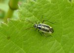 Gemeine Doldenwanze   (Orthops basalis)