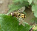 Gemeine Feldschwebfliege  (Eupeodes corollae)
