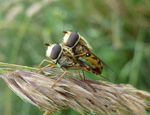 Gemeine Feldschwebfliegen   (Eupeodes corollae)