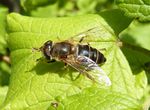 Gemeine Keilfleckschwebfliege   (Eristalis pertinax)