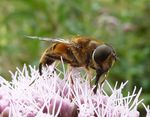 Gemeine Keilfleckschwebfliege   (Eristalis pertinax)