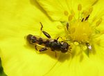 Gemeine Keulenschwebfliege   (Syritta pipiens)