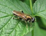 Gemeine Langbauchschwebfliege  (Xylota segnis)