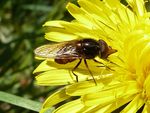 Gemeine Schnauzenschwebfliege   (Rhingia campestris)