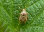 Gemeine Wiesenwanze   (Lygus pratensis)