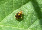 Gepunktete Nesselwanze   (Liocoris tripustulatus)