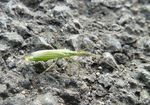 Große grüne Graswanze   (Megaloceroea recticornis)