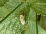 Vierpunktige Zierwanze    (Adelphocoris quadripunctatus)