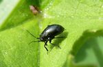 Wanze    (Piezocranum simulans)