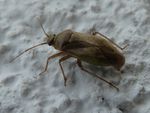Weichwanze   (Lygus rugulipennis)
