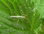 Weichwanze   (Notostira elongata)